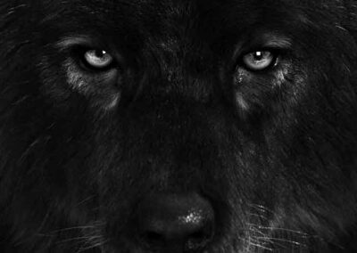 12 | WAY OF THE DOG | 04.4. * Kaal Bhairav rides upon the Black dog. The dog is a creature that sees into the spirit world and the realm of the dead.
