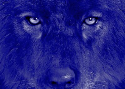 THE TEACHINGS OF KAAL BHAIRAV & HIS DOG | 16.11. * We will be working deeply with the black dog spirit on this ritual night of Bhairav Astami